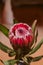 Protea flower macro view. Beautiful protea flower in bloom. Close up view of red proteas.