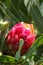 Protea flower shot in the Dragons berg