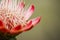 Protea flower wild macro blooming