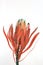 Protea flowers bunch. Blooming Dried King Protea Plant over White background. Extreme closeup. Holiday gift, bouquet, buds. One Be