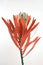 Protea flowers bunch. Blooming Dried King Protea Plant over White background. Extreme closeup. Holiday gift, bouquet, buds. One Be