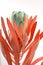 Protea flowers bunch. Blooming Dried King Protea Plant over White background. Extreme closeup. Holiday gift, bouquet, buds. One Be