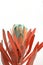 Protea flowers bunch. Blooming Dried King Protea Plant over White background. Extreme closeup. Holiday gift, bouquet, buds. One Be