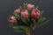 Protea flowers bunch. Blooming Pink King Protea Plant over black background. Extreme closeup. Holiday gift, bouquet, buds. One Bea