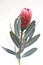 Protea flowers bunch. Blooming Pink King Protea Plant over White background. Extreme closeup. Holiday gift, bouquet, buds. One Bea
