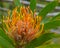 Protea with fuzzy center