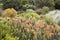 Protea Garden