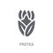 Protea icon. Trendy Protea logo concept on white background from