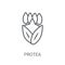 Protea icon. Trendy Protea logo concept on white background from