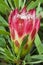 Protea in Kirstenbosch