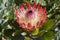 Protea in Kirstenbosch Botanical Gardens