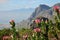 Protea Landscape Cape Town