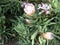 Protea magnifica, a truly queen protea, 2.