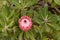 Protea neriifolia flower head