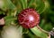 Protea obtusifolia, Limestone sugarbush, Bredasdorp protea