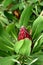 Protea obtusifolia, Limestone sugarbush, Bredasdorp protea