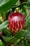 Protea obtusifolia, Limestone sugarbush, Bredasdorp protea