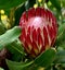 Protea obtusifolia, Limestone sugarbush, Bredasdorp protea