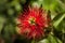 Protea Pin Cushion Red