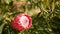 Protea pink flower in garden, California USA. Sugarbush repens springtime bloom, romantic botanical atmosphere, delicate