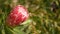 Protea pink flower in garden, California USA. Sugarbush repens springtime bloom, romantic botanical atmosphere, delicate