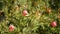 Protea pink flower in garden, California USA. Sugarbush repens springtime bloom, romantic botanical atmosphere, delicate