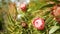 Protea pink flower in garden, California USA. Sugarbush repens springtime bloom, romantic botanical atmosphere, delicate