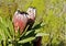 Protea plant with flowers