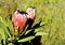 Protea plant with flowers