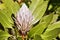 Protea plant in the wild