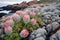 Protea (Protea cynaroides) blooming on lava rocks
