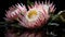 Protea. Protea Flowers. Springtime concept. Valentine concept.