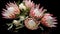 Protea. Protea Flowers. Springtime concept. Valentine concept.