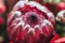 Protea and ranunculuses Bouquet on a blured gray background