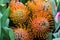 Protea round orange honey flowers. Selective focus