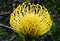 Protea South Africa