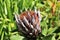 Protea - South Africa`s national flower