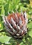 Protea - South Africa`s national flower