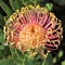 Protea - South Africa`s national flower