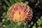 Protea - South Africa`s national flower