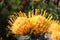 Protea - South Africa`s national flower