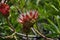 Protea, sugarbushes