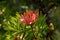 Protea, sugarbushes