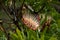 Protea, sugarbushes