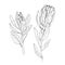 Protea Vector sketch of flowers by line on a white background. Decor