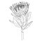 Protea Vector sketch of flowers by line on a white background. Decor