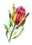 Protea. Watercolor illustration of flower. Isolated object on white background. Handdrawn picture.