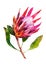 Protea. Watercolor illustration of flower. Isolated object on white background. Handdrawn picture.