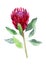 Protea. Watercolor illustration of flower. Isolated object on white background. Handdrawn picture.