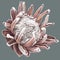 Protea. watercolor pink Proteus. A dry flower is realistic on a gray background. pink petals and white core detailed